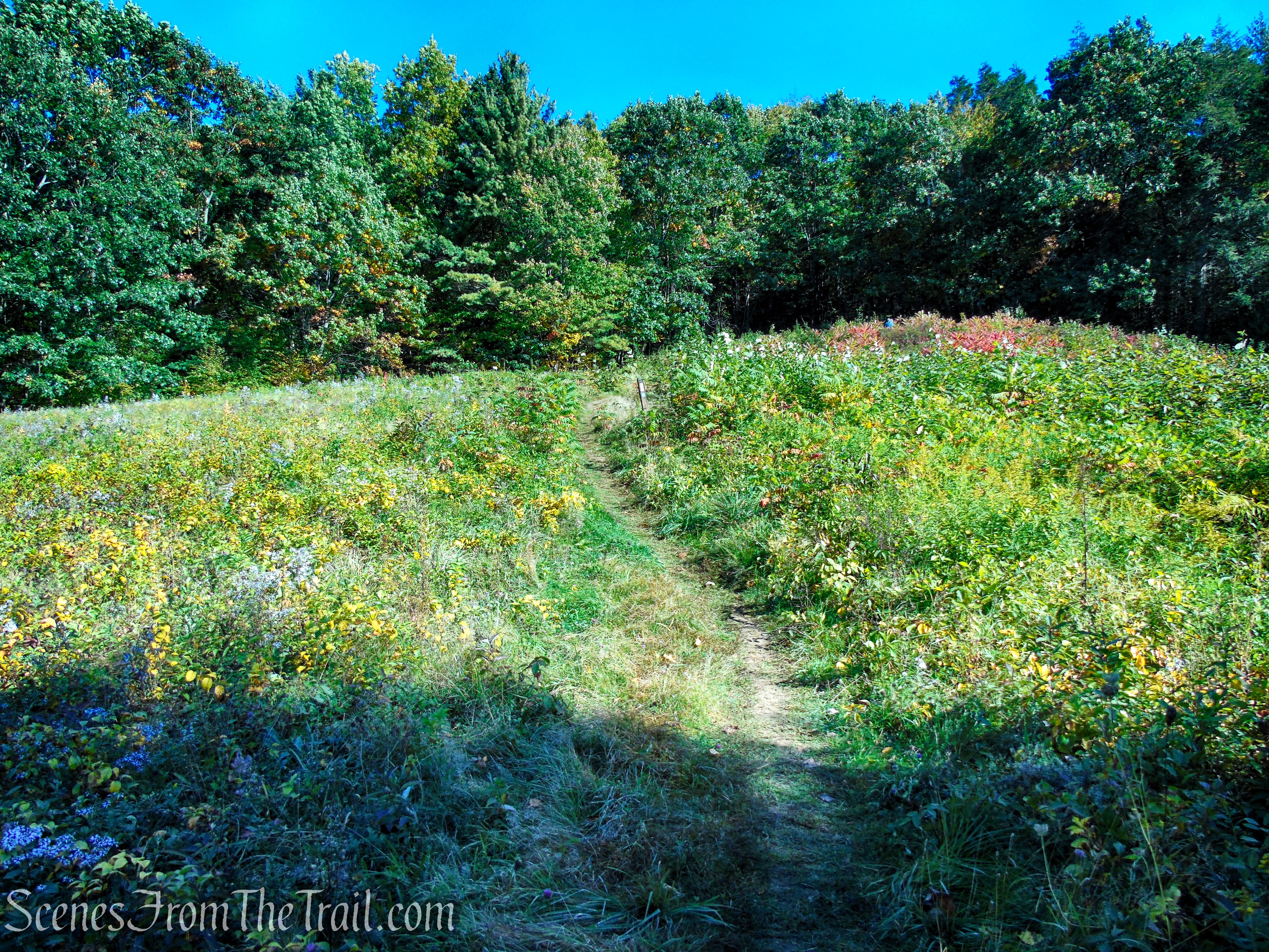 Cobble Loop Trail