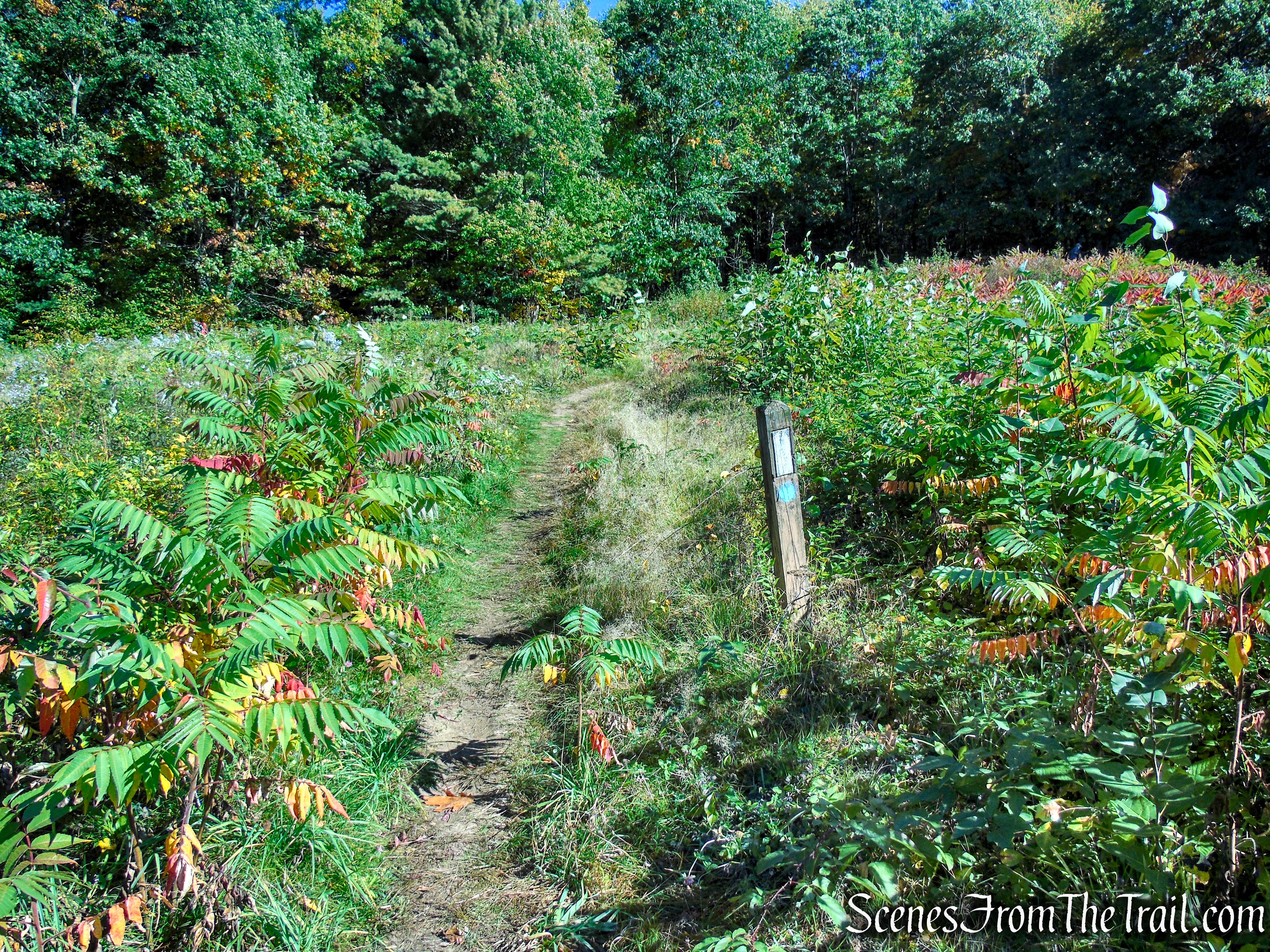 Cobble Loop Trail