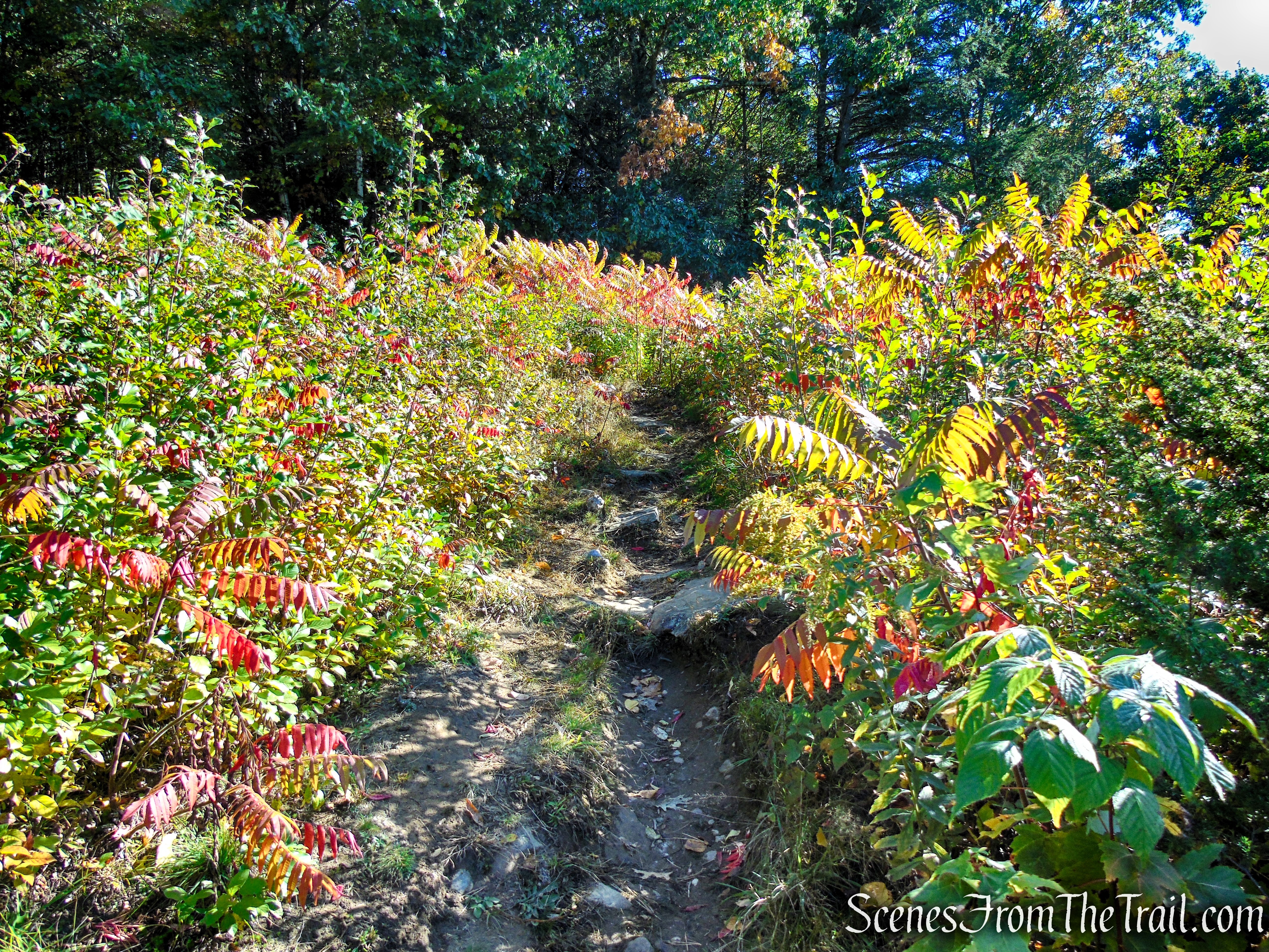 Cobble Loop Trail