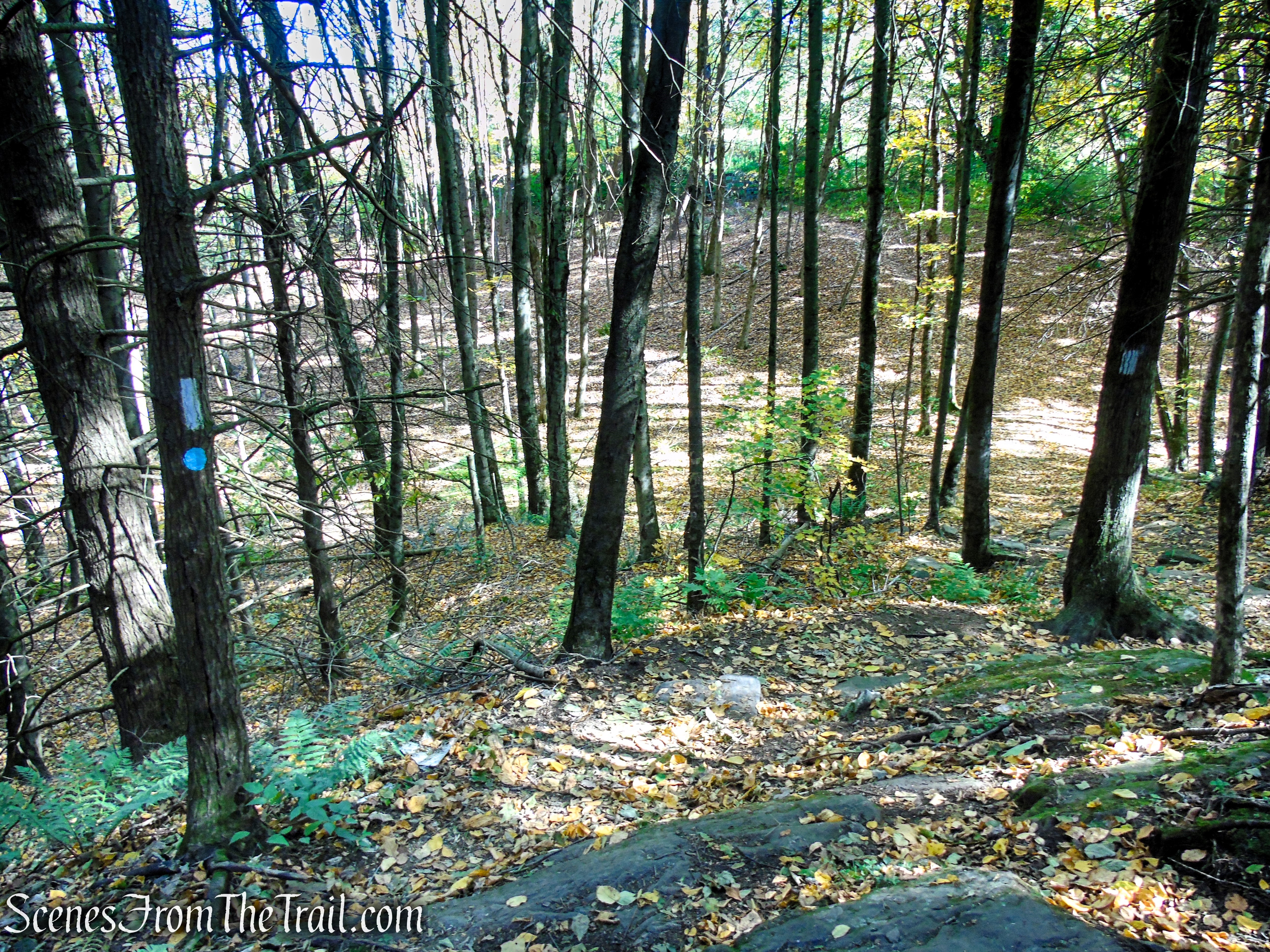 Cobble Loop Trail