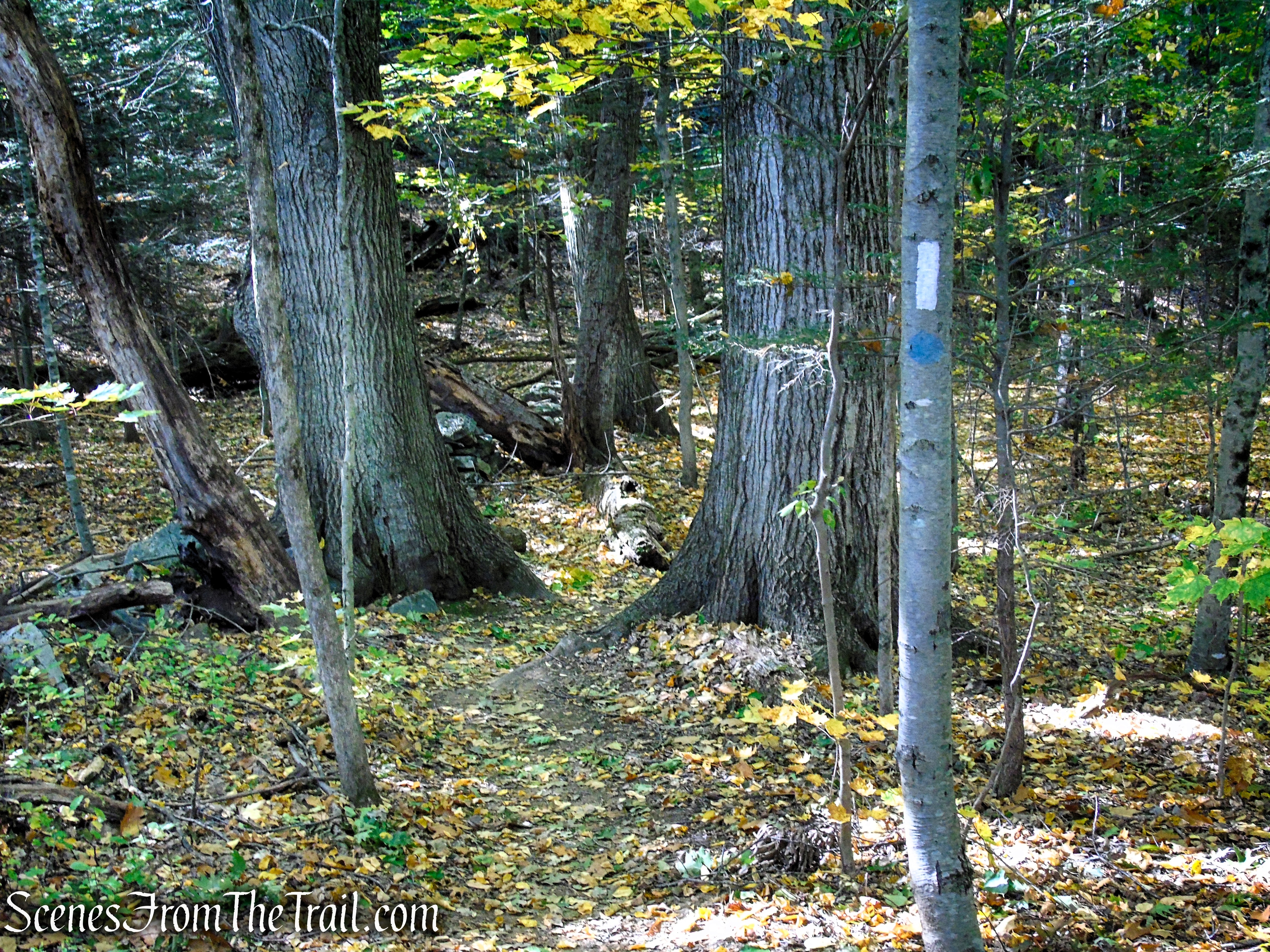 Cobble Loop Trail